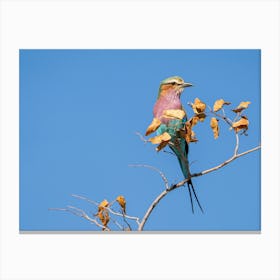 Lilac-Breasted Roller At Etosha National Park Namibia Toile