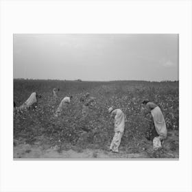 Untitled Photo, Possibly Related To Picking Cotton, Members Of Lake Dick Cooperative Association Working Canvas Print