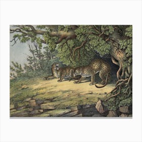 Vintage Kolb 12 Tafel 28 Leopard Canvas Print