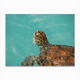 Sea Turtle In Blue Ocean Canvas Print