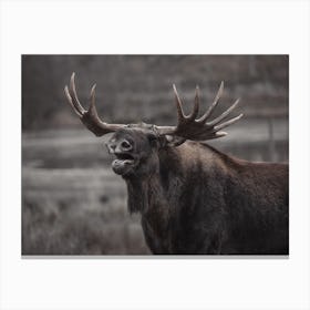 Loud Moose Canvas Print