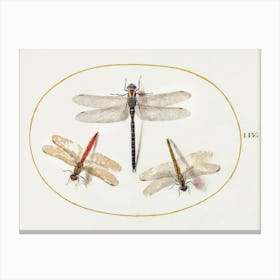 Three Dragonflies (1575–1580), Joris Hoefnagel Canvas Print