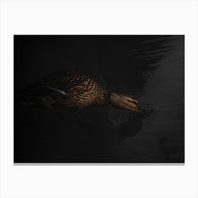 Brown Duck Drinks Water In The Dark. Canvas Print