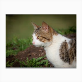 Cat In The Grass Canvas Print