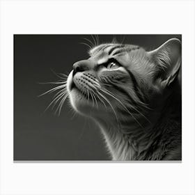 Black And White Cat 1 Canvas Print