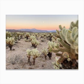 Cholla Cactus Garden at Sunset, Joshua Tree National Park - Horizontal Canvas Print
