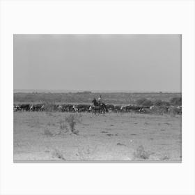 Cutting Out A Calf For Branding From Herd, Cattle Ranch Near Spur, Texas By Russell Lee Canvas Print