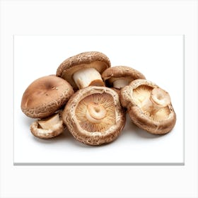 Mushrooms On A White Background 2 Canvas Print