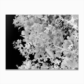 Monochrome Leaves Botanical Abstract Canvas Print