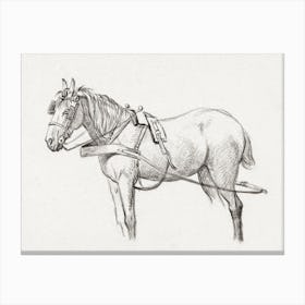 Standing Harnessed Horse 1, Jean Bernard Canvas Print