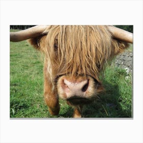 Highland Cow Field Scotland  Canvas Print