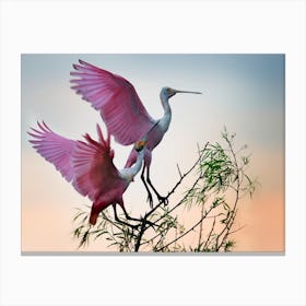 Two Roseate Spoonbills Canvas Print