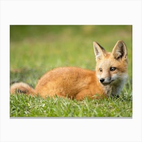 Laying Fox Canvas Print