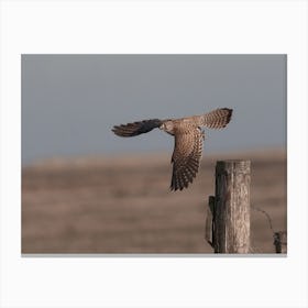 Kestrel Taking Flight Canvas Print