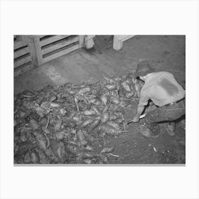 Untitled Photo, Possibly Related To Field Beets Which Will Be Used For Cattle Feed By Dairy Farmer, Tillamook County Canvas Print