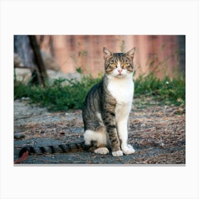 Cat Sitting Canvas Print