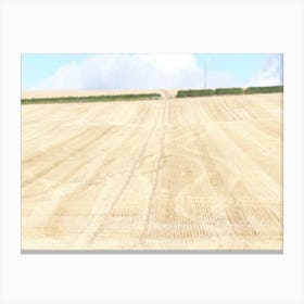 Barley field , Fife 11603 Canvas Print