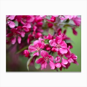 Blossoming Apple Tree Canvas Print