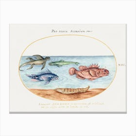 Sea Ape, Two Scorpion Fish And Two Other Fish (1575–1580), Joris Hoefnagel Canvas Print