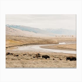 Bison Near River Canvas Print