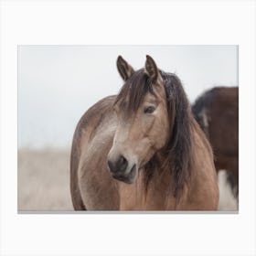 Winter Horse Canvas Print