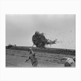 Untitled Photo, Possibly Related To Farmer Pitching Pea Vines Atop Truck, On Farm Near Sun Prairie, Wisconsin By Canvas Print