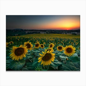 Sunflowers At Sunset Canvas Print