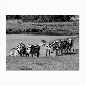 Zebras At Waterpool Black And White Canvas Print