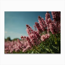 Pink Flowers In A Field Canvas Print