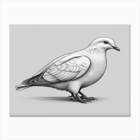 Pigeon 4 Canvas Print