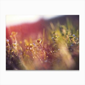 Sunset In The Meadow Canvas Print