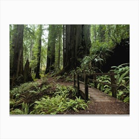 Redwood Forest Wanderlust Hike Canvas Print