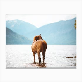 Horse in the water - Switzerland lake horse photo print - moody animal photography art Canvas Print