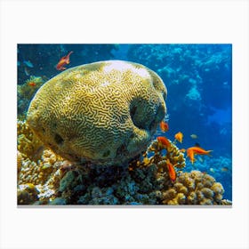 Coral Reef In The Red Sea Canvas Print