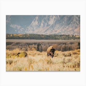 Warm Western Bison Canvas Print