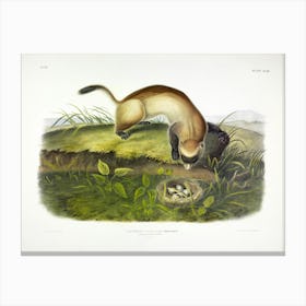 Black Footed Ferret, John James Audubon Canvas Print