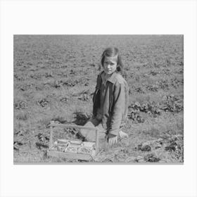 Child Of Migrant Berry Worker Picking Strawberries In Field Near Ponchatoula, Louisiana By Russell Lee Canvas Print