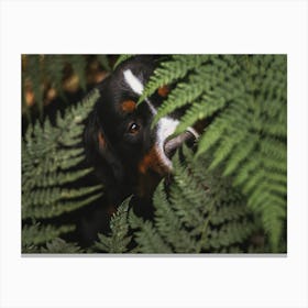 Bernese Mountain Dog in between the Fern plant - Brugge Belgium photo print - moody animal photography art Canvas Print