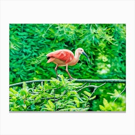 Scarlet Ibis in a Verdant Paradise. A vibrant scarlet ibis gracefully perched on a lush green branch, surrounded by a dense backdrop of vivid foliage. The scene captures the serene beauty of nature with rich colors and intricate details. Canvas Print