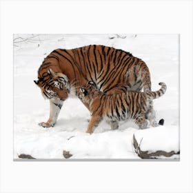 Siberian Tigress With Baby Canvas Print