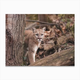 Mountain Lion In Forest Canvas Print