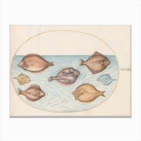 Animalia Aqvatilia Et Cochiliata, Joris Hoefnagel (4) Canvas Print