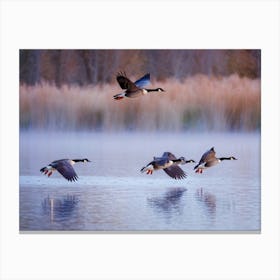 Canadian Geese In V Formation Soaring Above A Duck Pond Reflections In Water Contrast Of Flapping Canvas Print