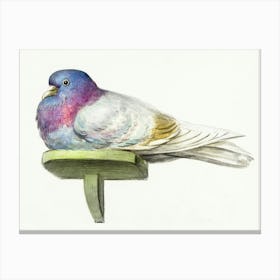 Pigeon Sitting On A Shelf, Jean Bernard Canvas Print