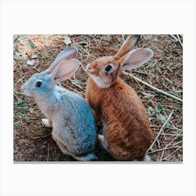 Rabbits Canvas Print