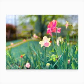 Daffodils Canvas Print