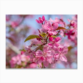 Apple Blossoms In Pink Canvas Print