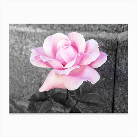 Pink Rose Black and white background. Canvas Print
