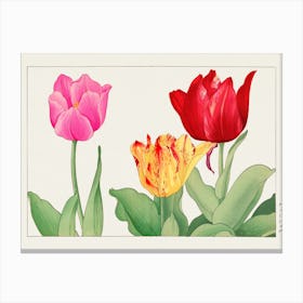 Tulips Canvas Print