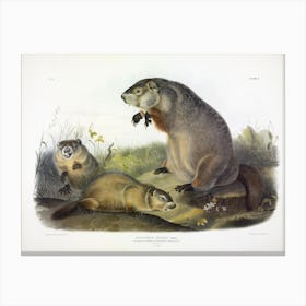 Woodchuck, Groundhog, John James Audubon Canvas Print